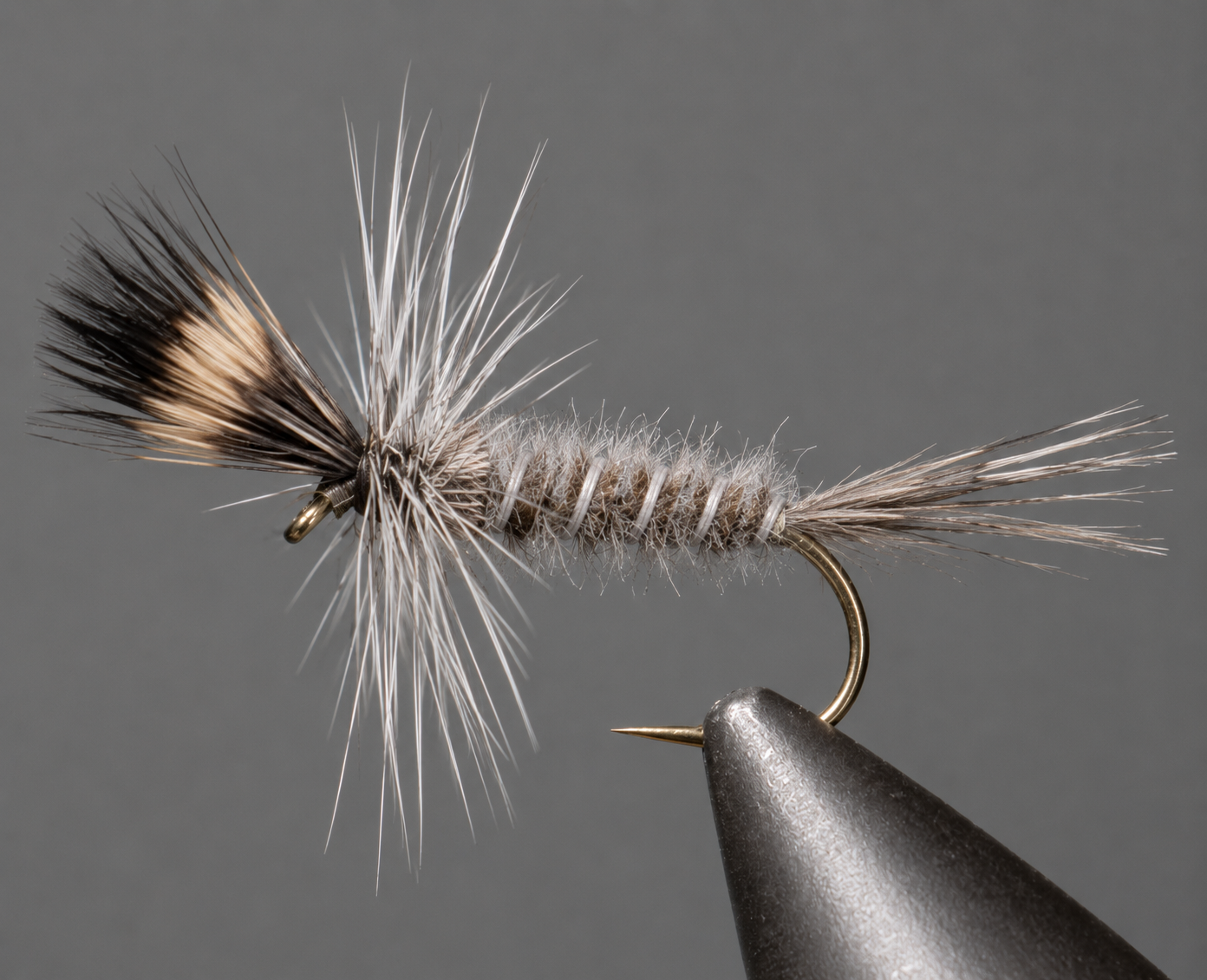Crane Fly Larva