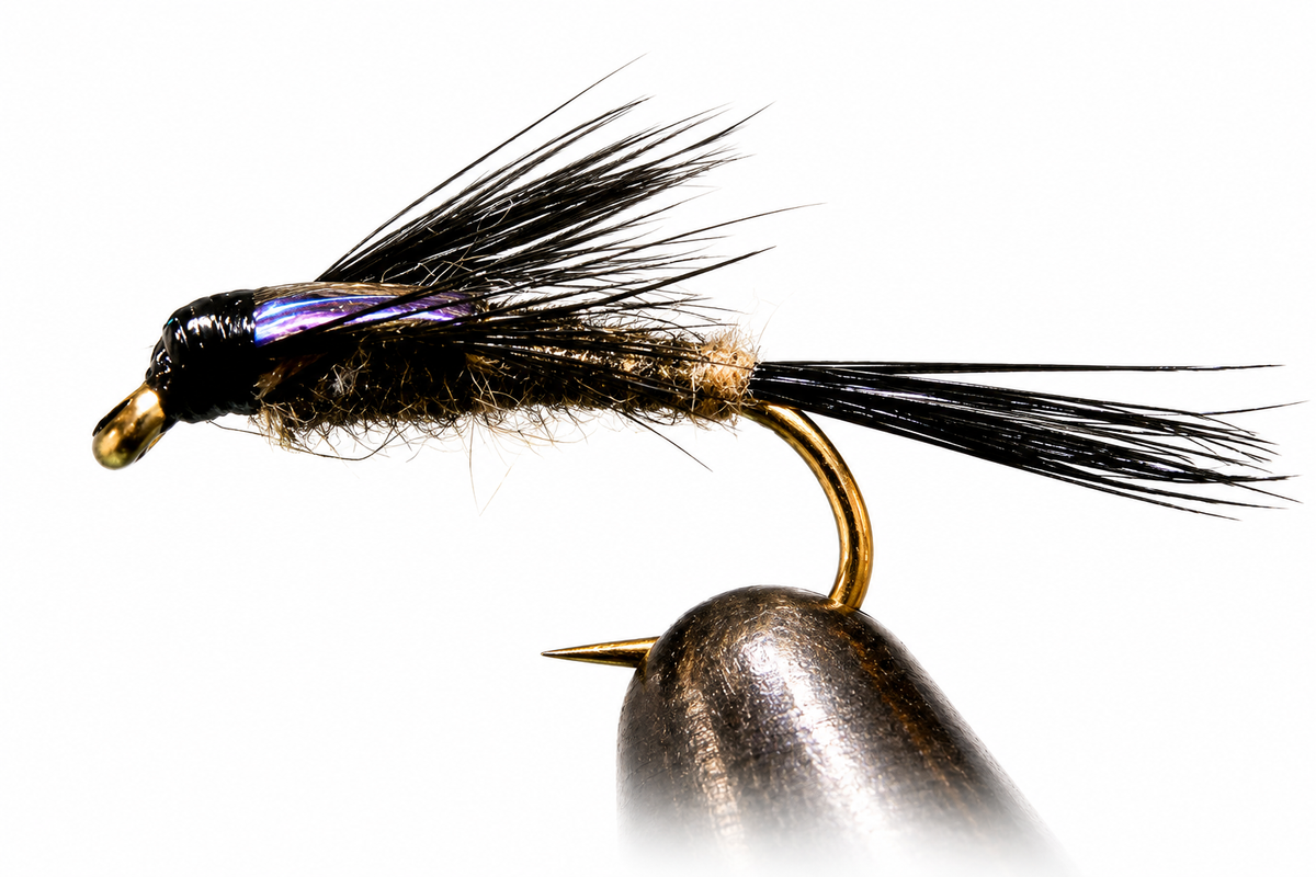 Purple Back Baetis