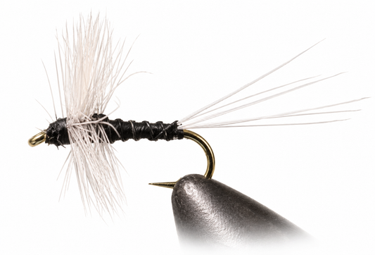 Trico Thorax