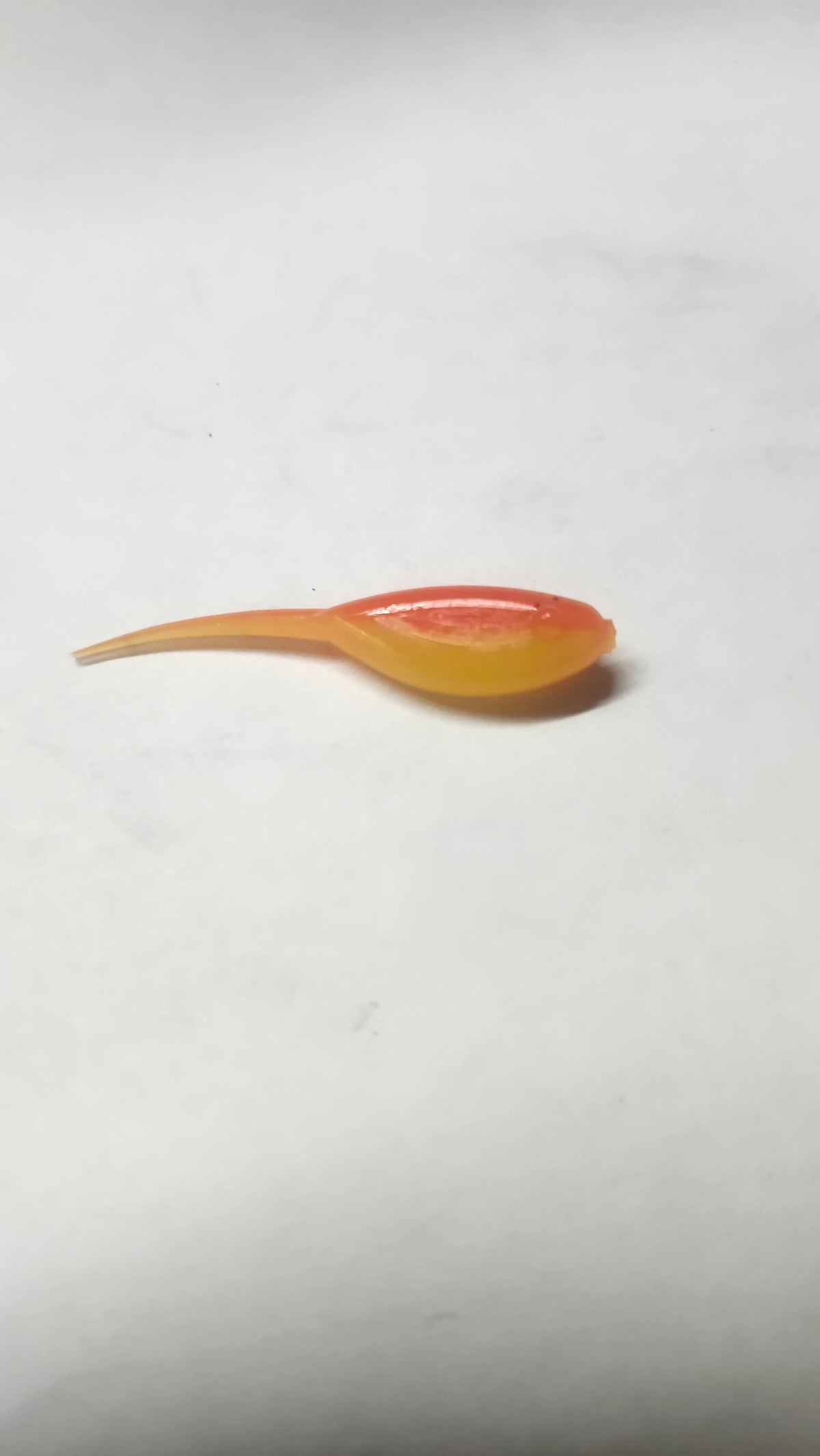 Little Minnow 1.5 Inch