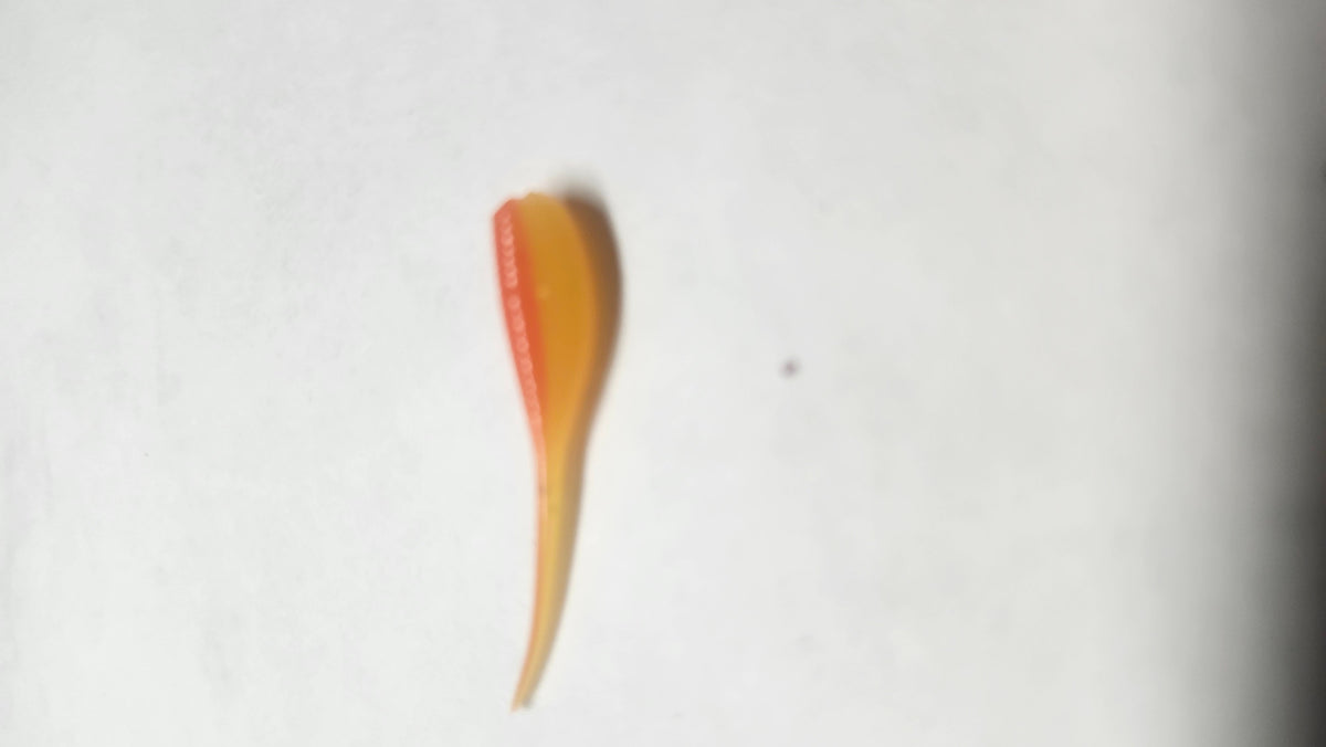 Micro Minnow 1.2 Stinger Tail